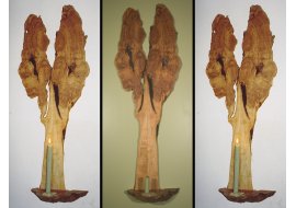 Live edge burl tree candle sconce Photo